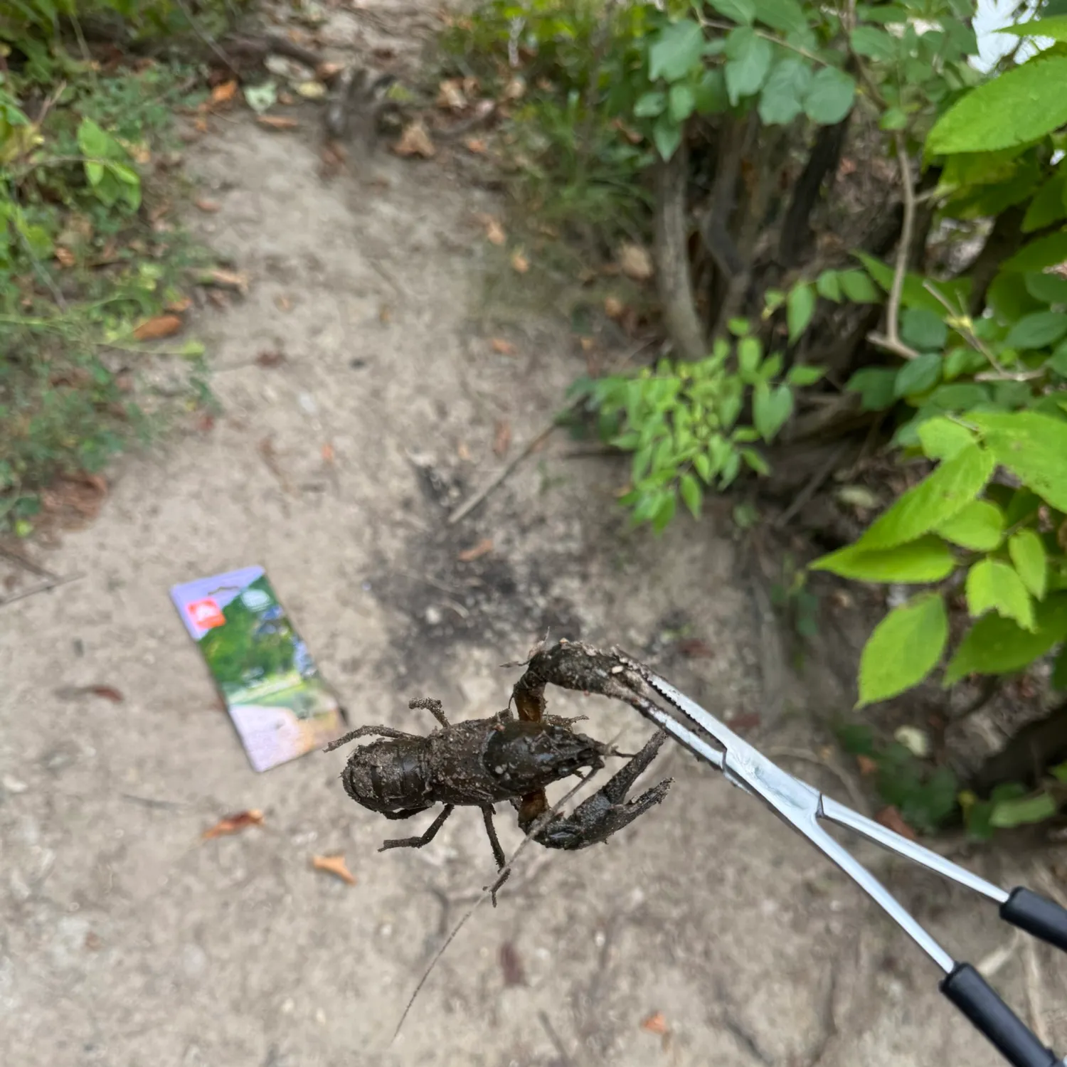 Signal crayfish caught on Fishbrain