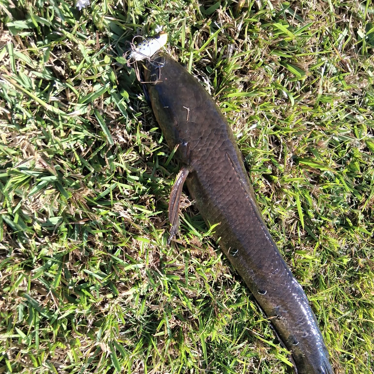 The most recent Bullseye snakehead catches on Fishbrain