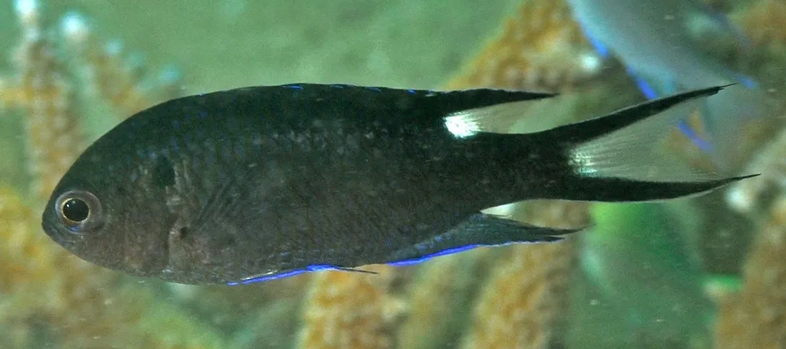 Regal damselfish