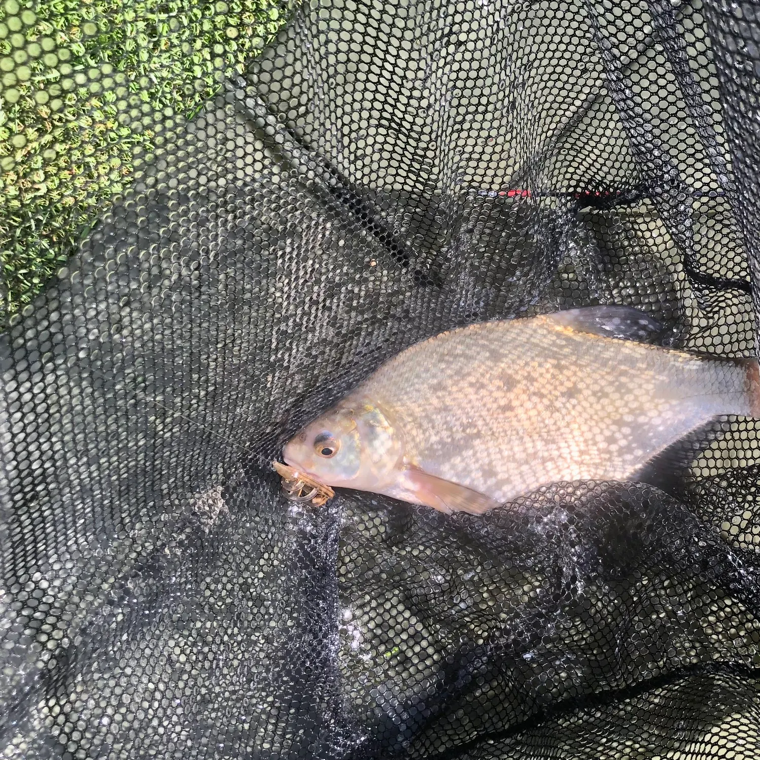 Common bream caught on Fishbrain