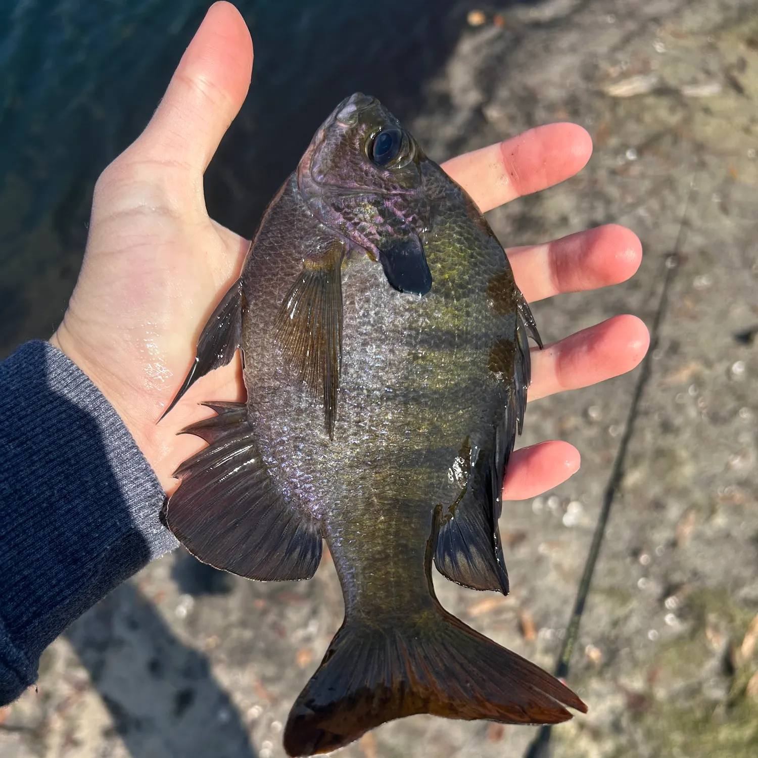 The most recent Coppernose bluegill catches on Fishbrain
