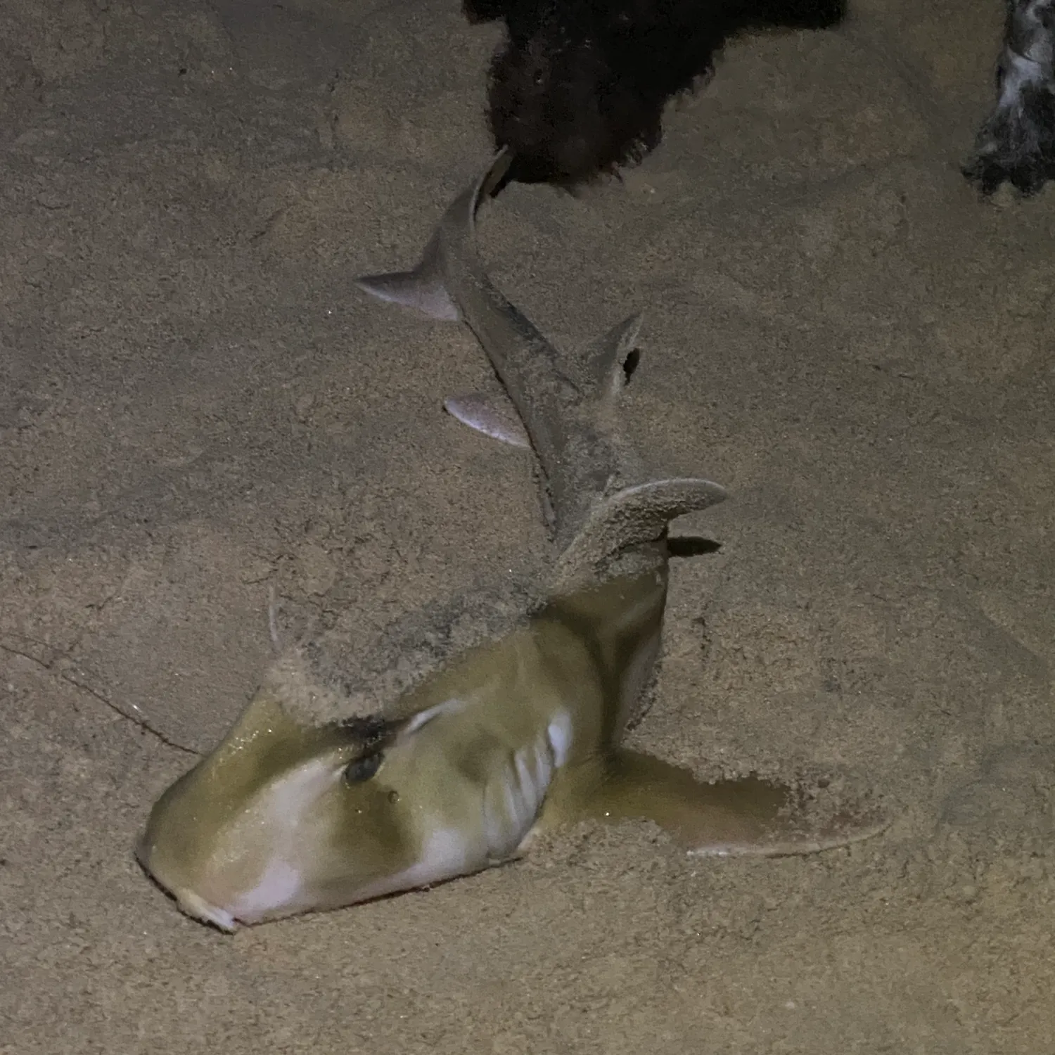 The most recent Port Jackson shark catches on Fishbrain