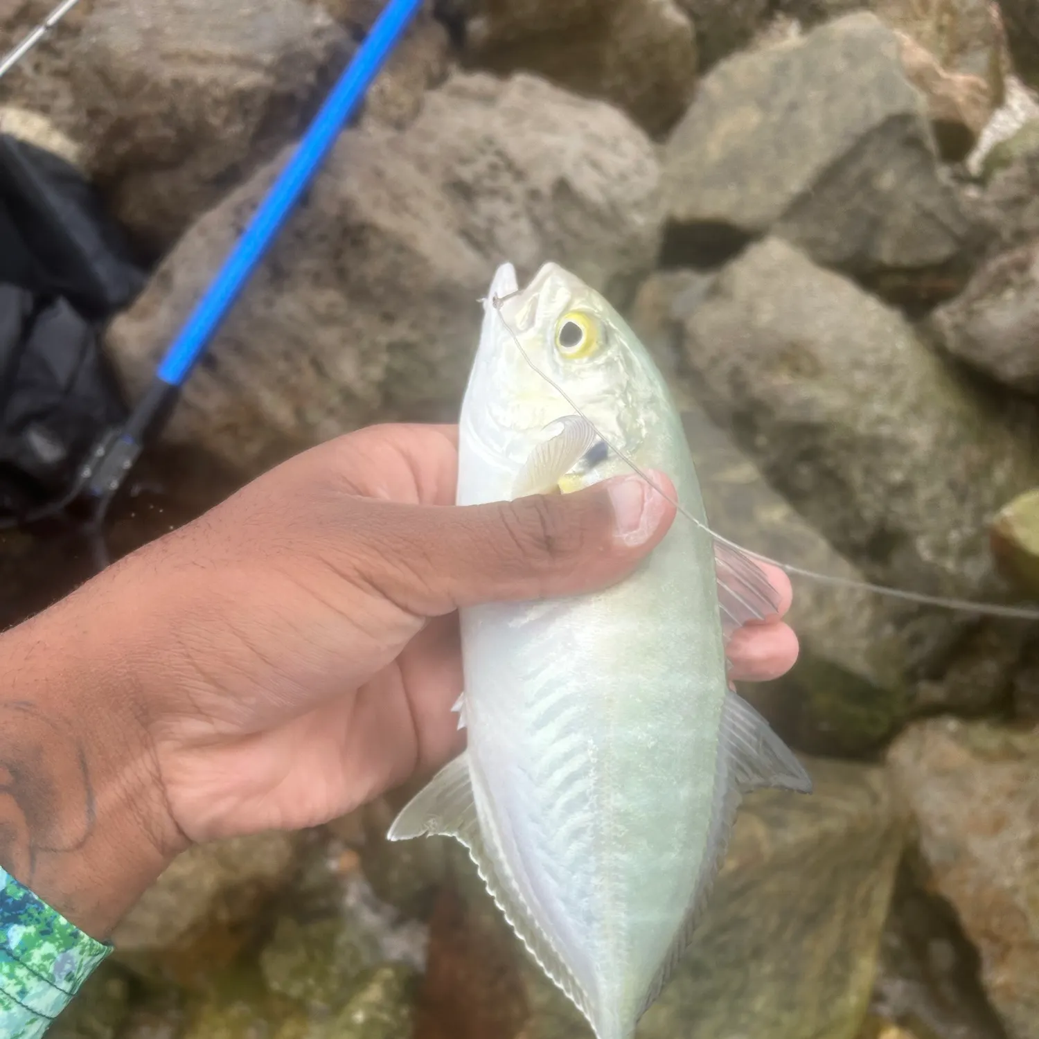 Blue runner caught on Fishbrain