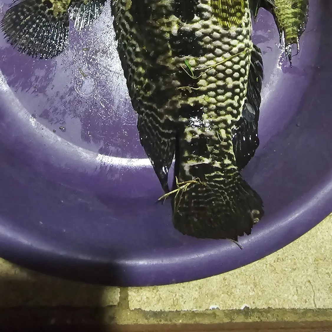 The most recent Jaguar cichlid catches on Fishbrain