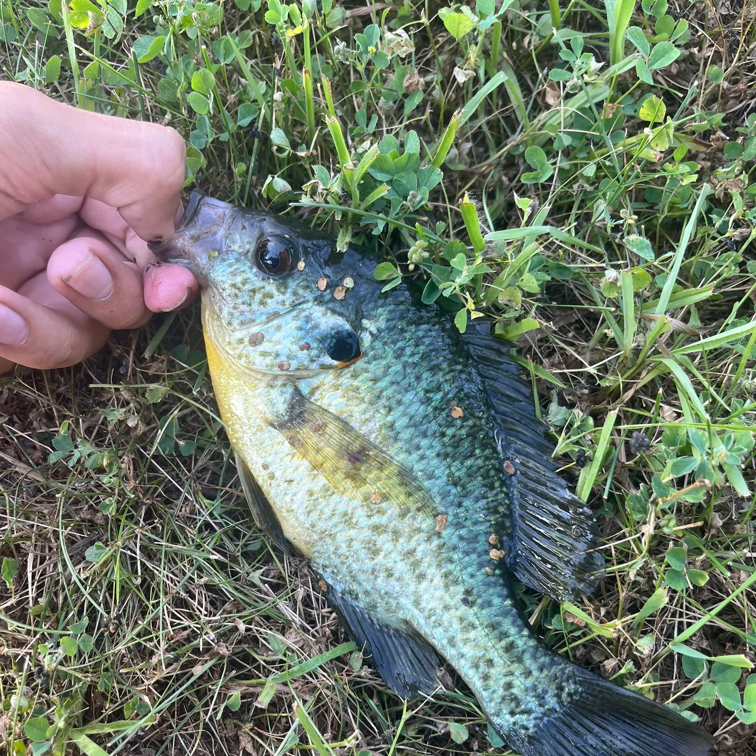 The most recent Redear x bluegill catches on Fishbrain