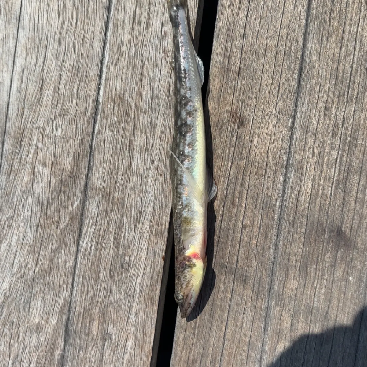 Inshore lizardfish caught on Fishbrain