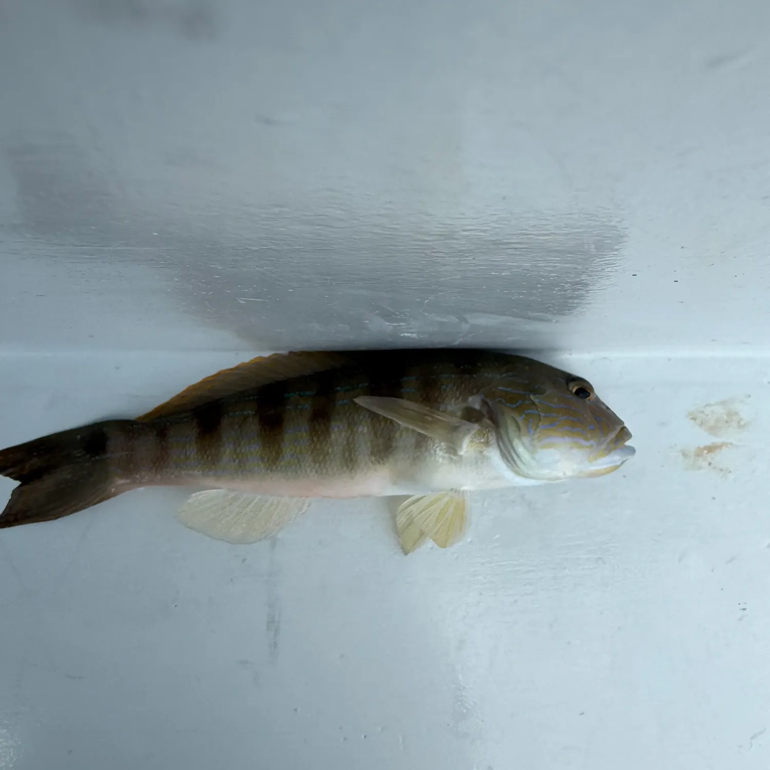 The most recent Sand perch catches on Fishbrain