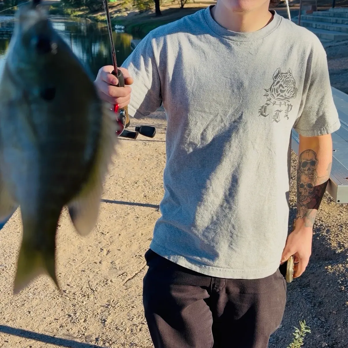 Bluegill caught on Fishbrain