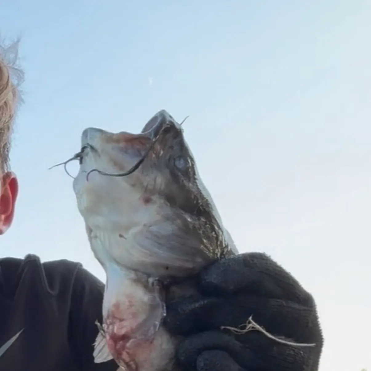 Black bullhead caught on Fishbrain
