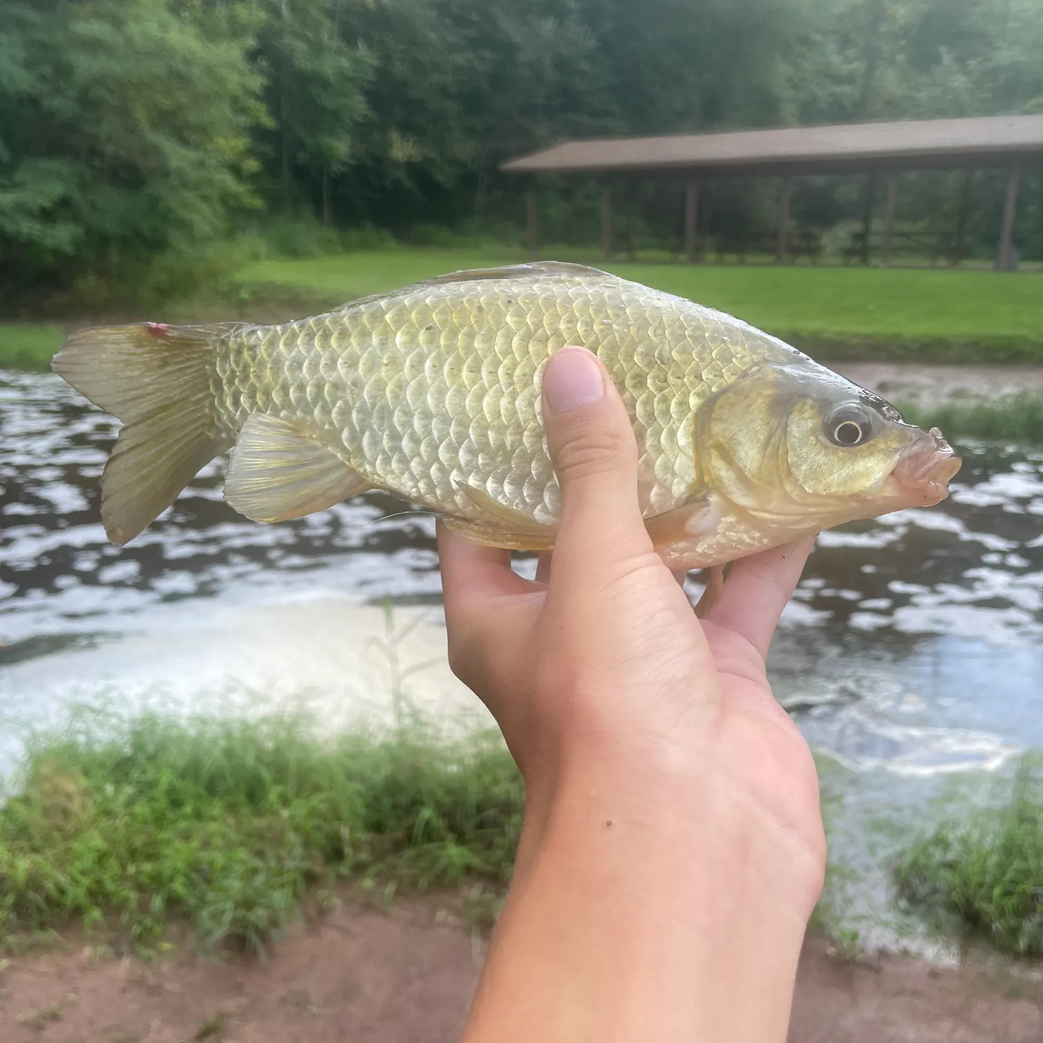 F1 carp caught on Fishbrain