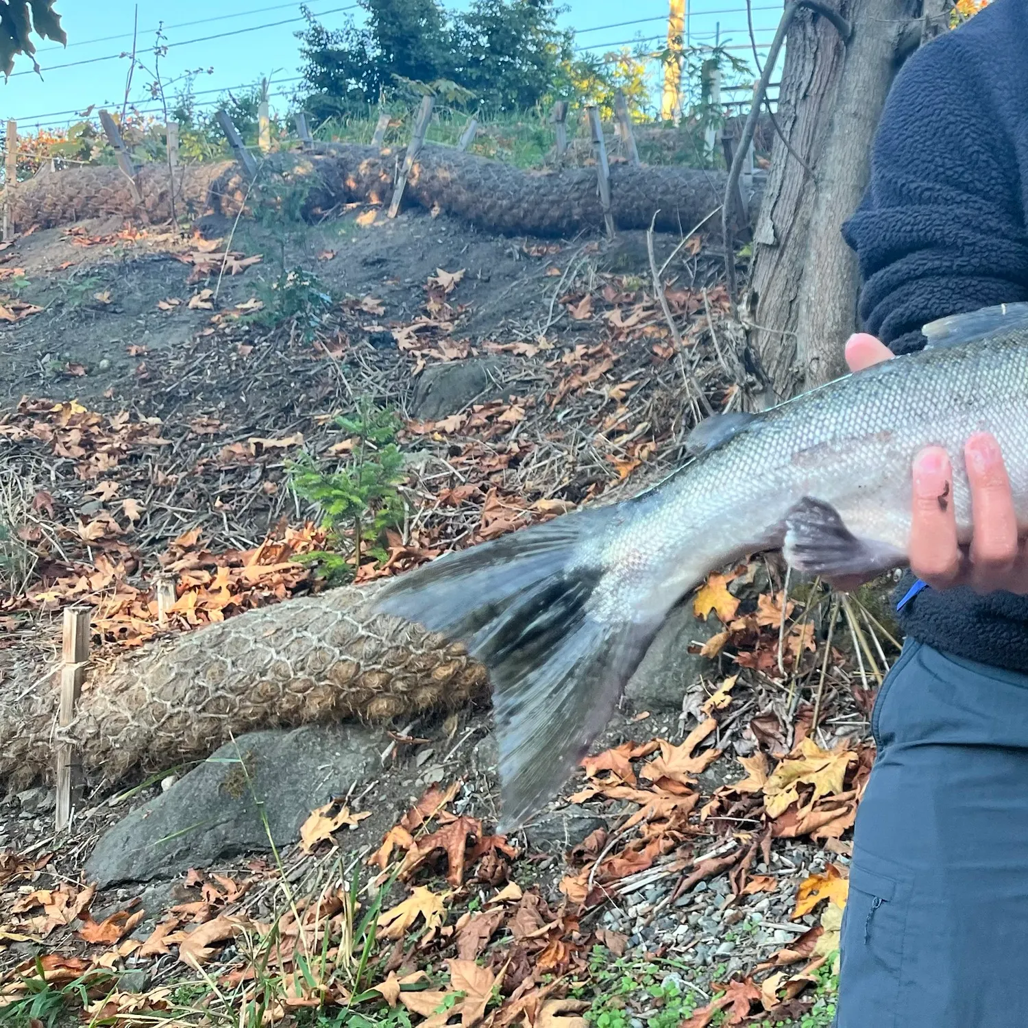 Coho salmon caught on Fishbrain