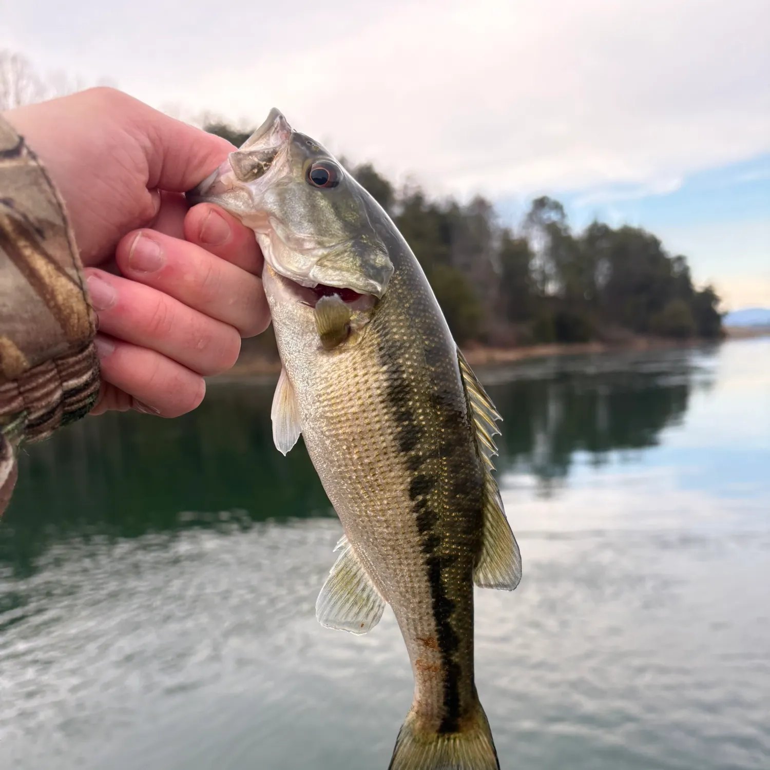 The most recent Spotted bass catches on Fishbrain