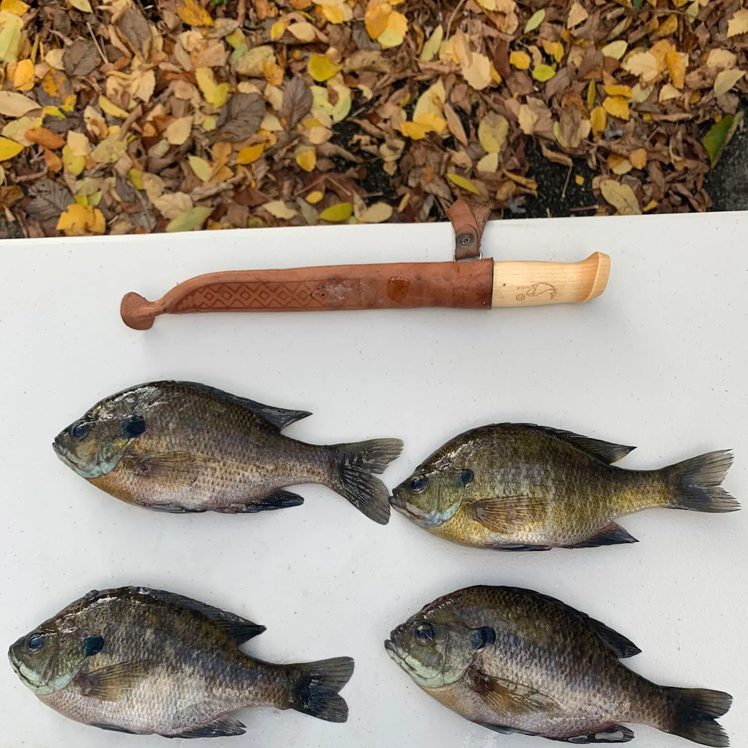 recently logged catches