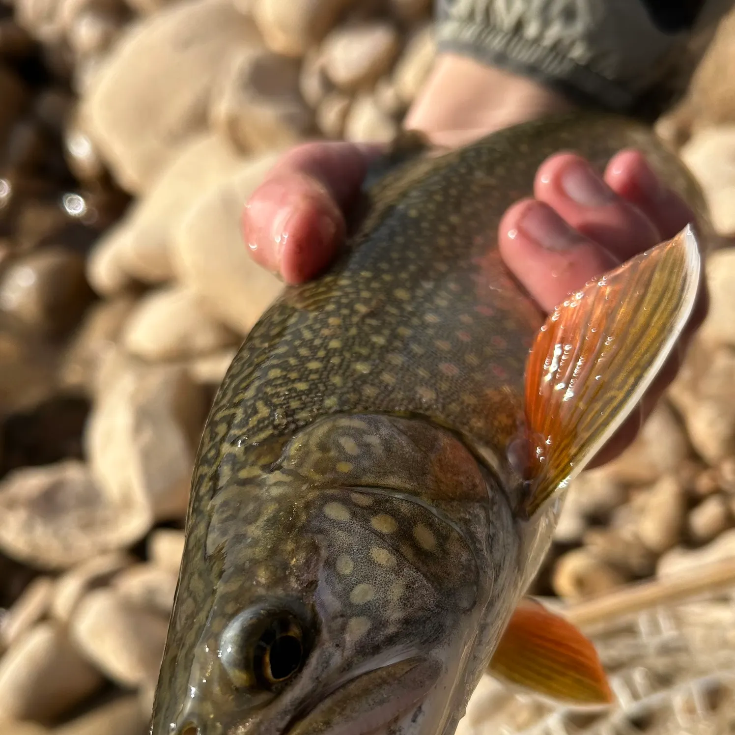 The most recent Splake catches on Fishbrain