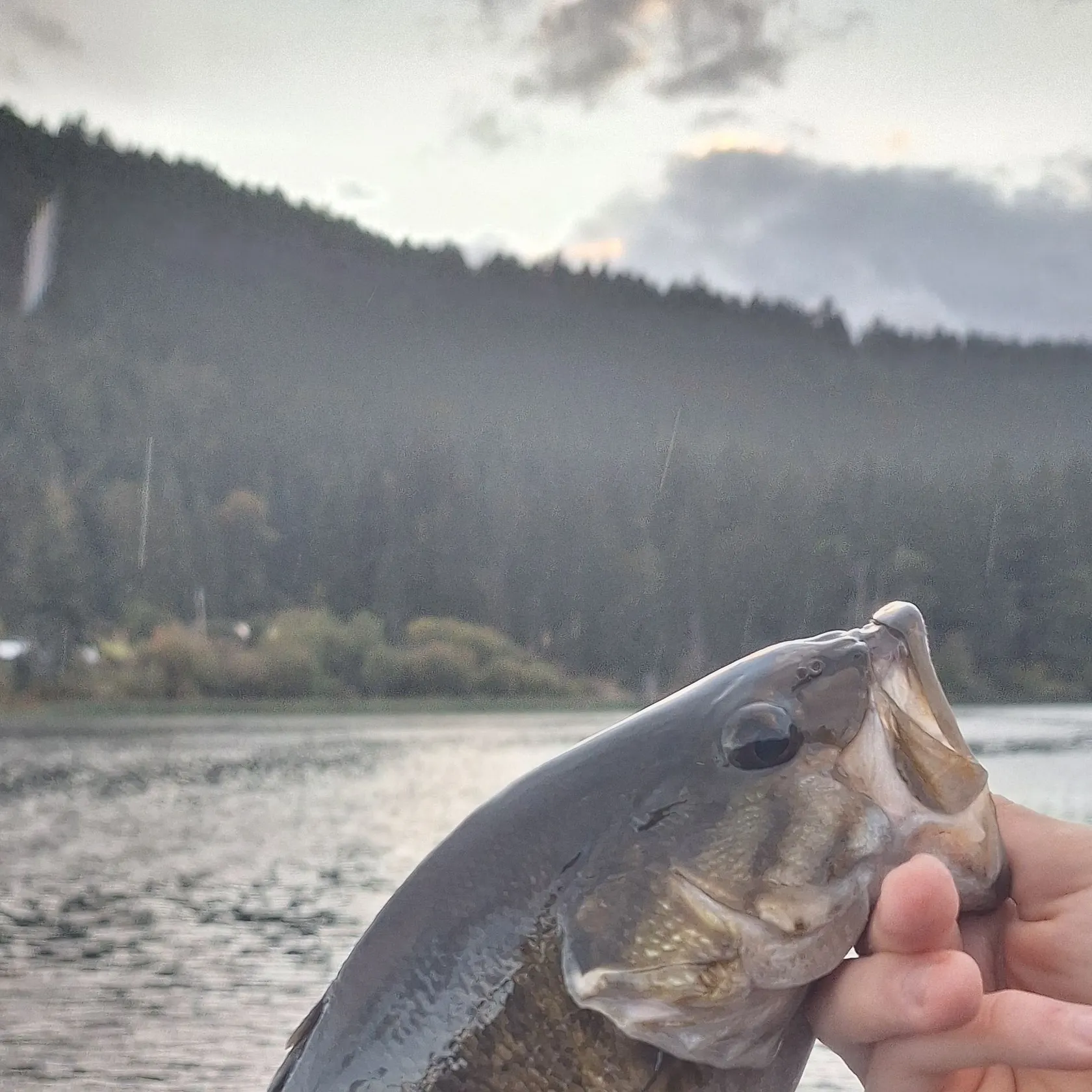 Smallmouth bass caught on Fishbrain