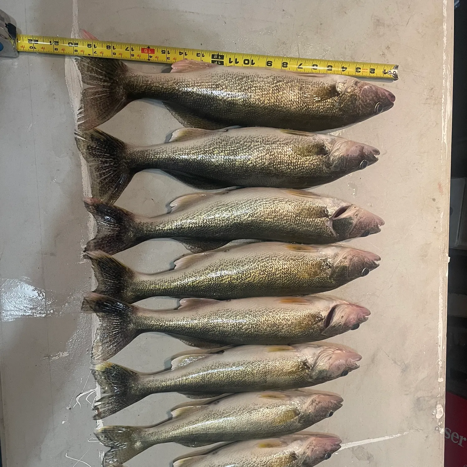 recently logged catches