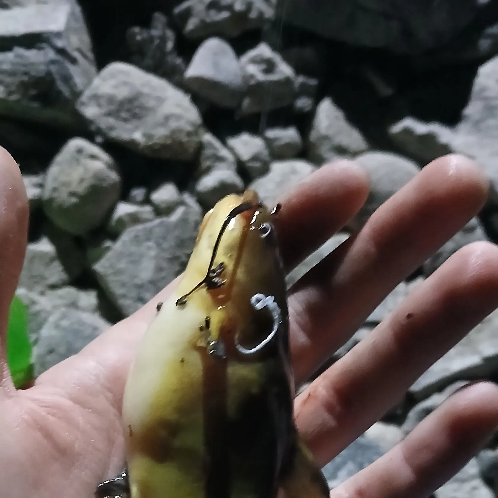 Yellow bullhead caught on Fishbrain