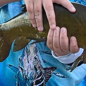 The most recent Tench catches on Fishbrain