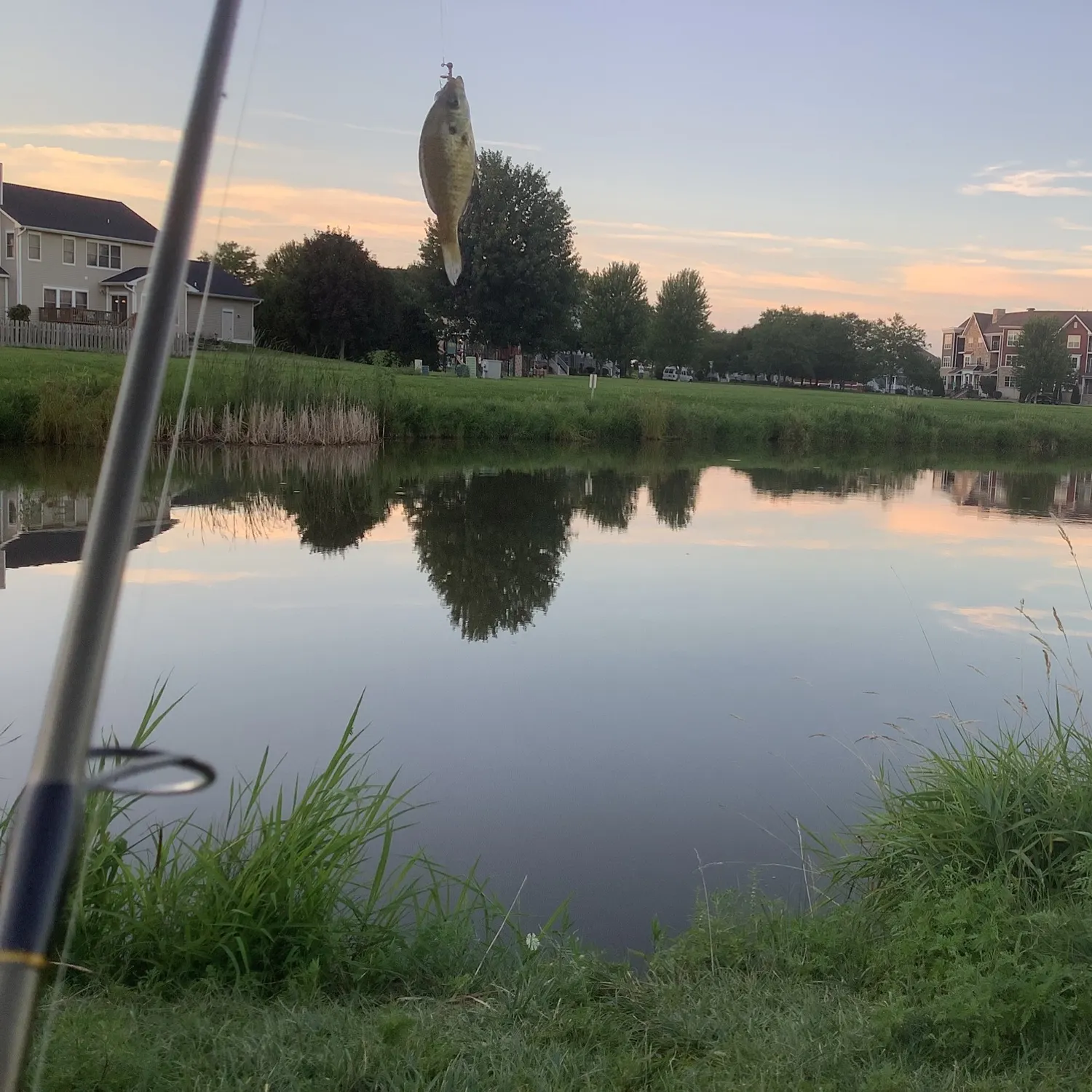 The most recent Northern sunfish catches on Fishbrain