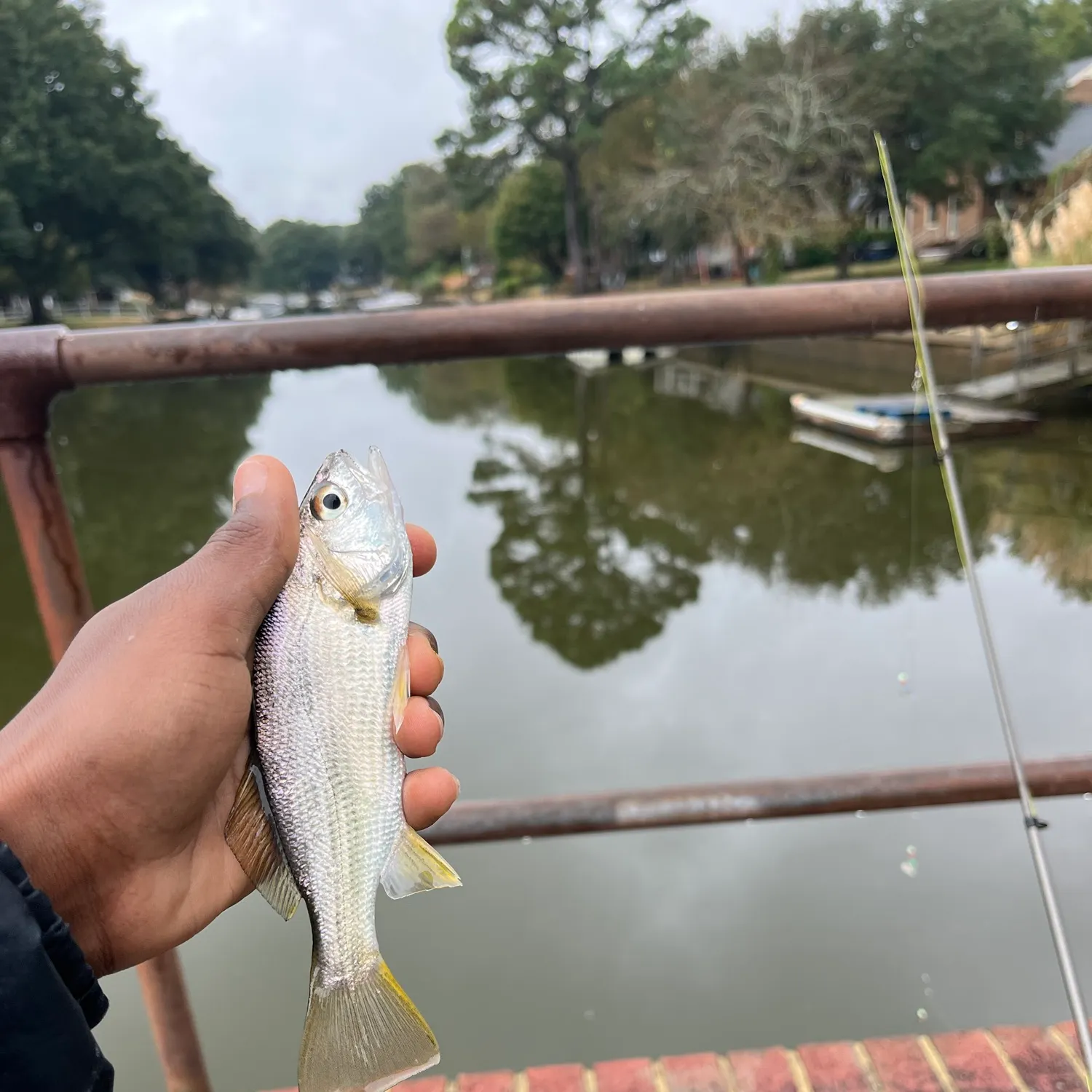 Silver perch caught on Fishbrain