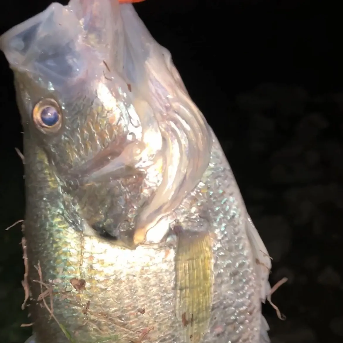 The most recent White crappie catches on Fishbrain