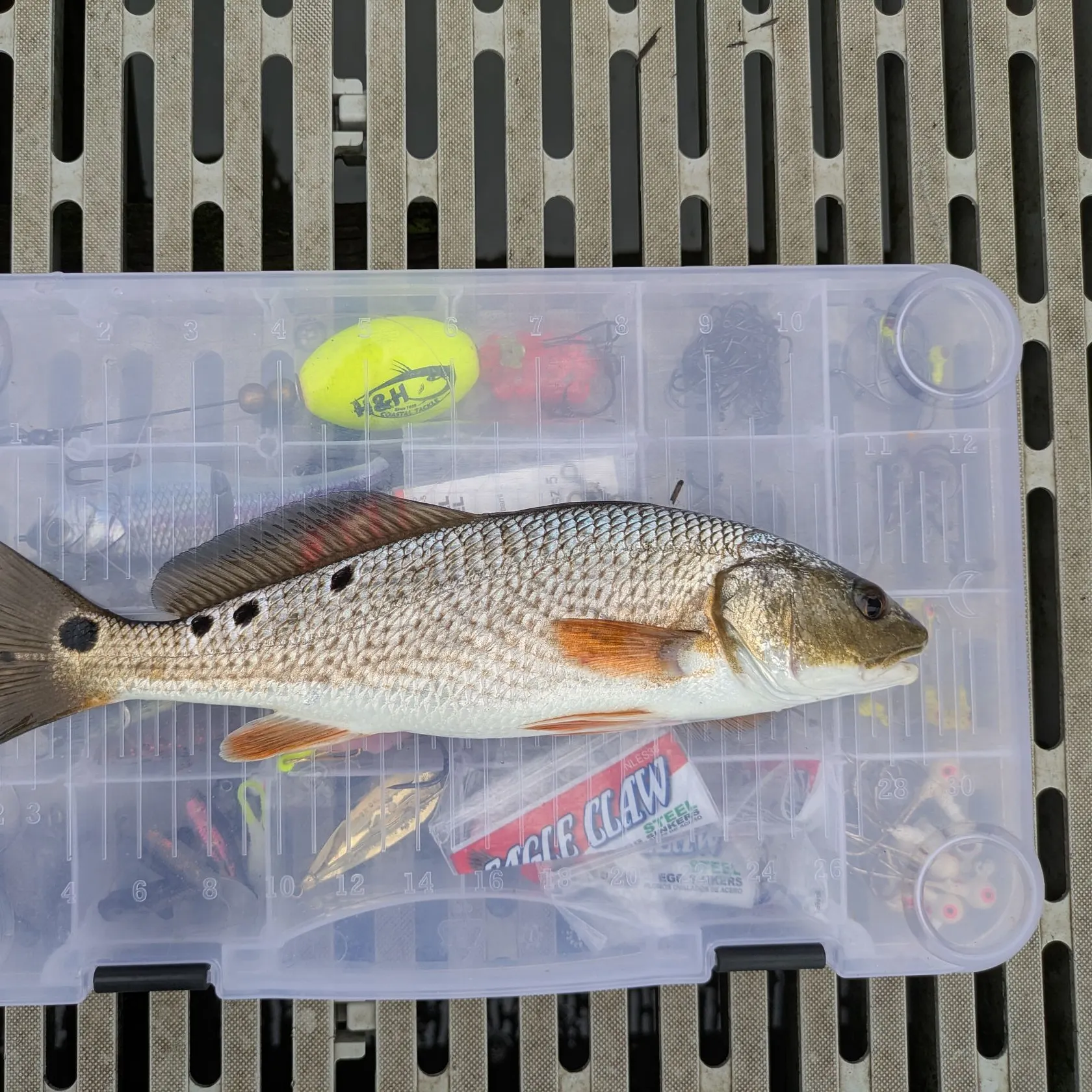 Red drum caught on Fishbrain
