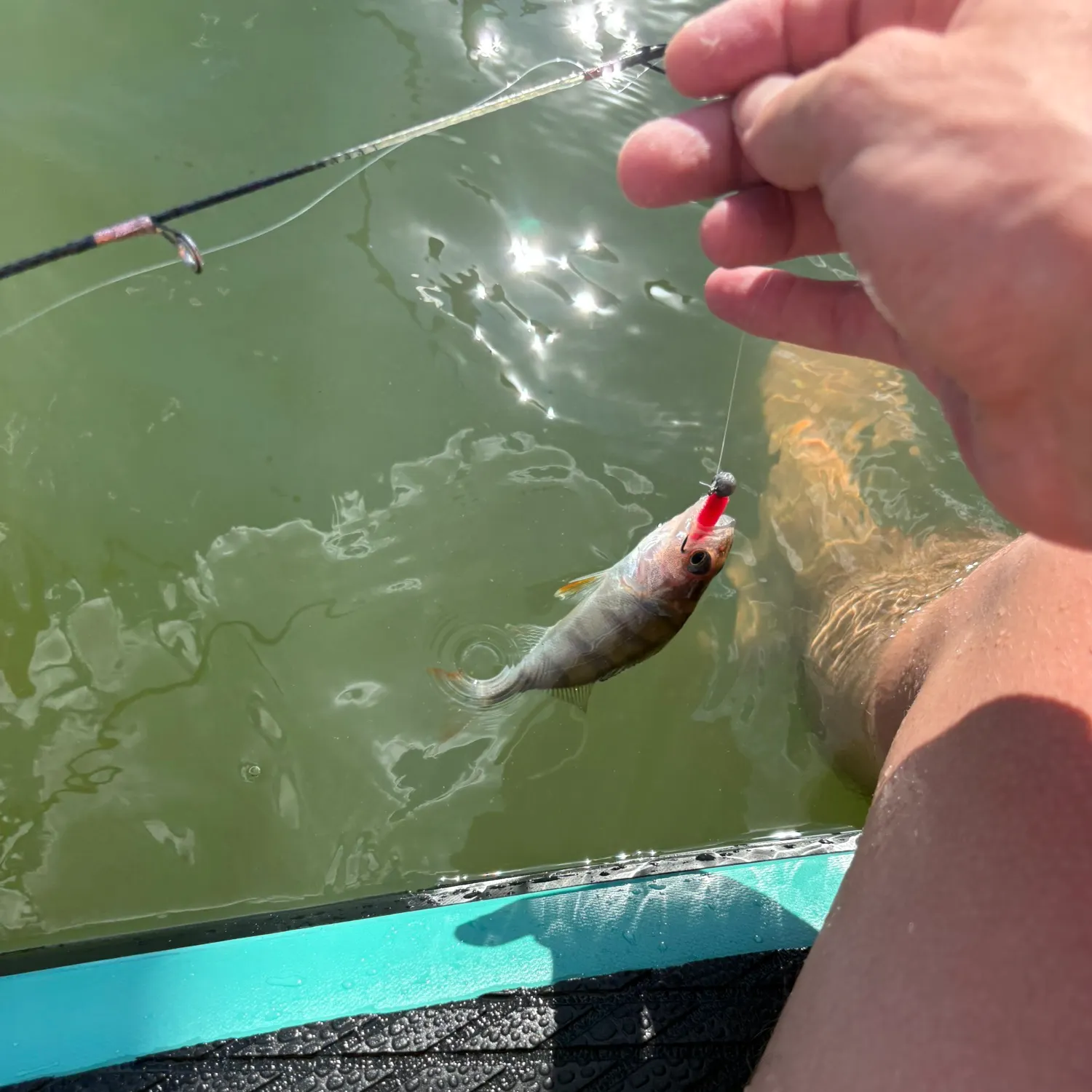 The most recent European perch catches on Fishbrain