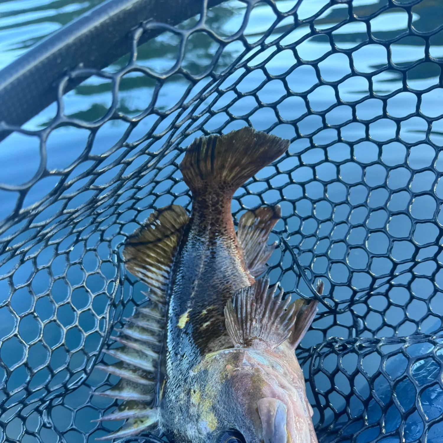 The most recent Quillback rockfish catches on Fishbrain