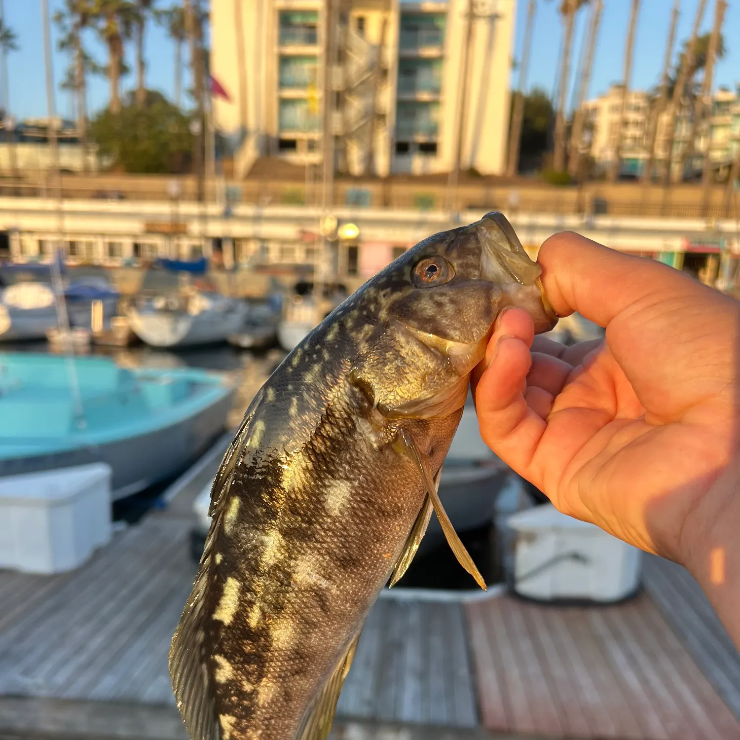 catch