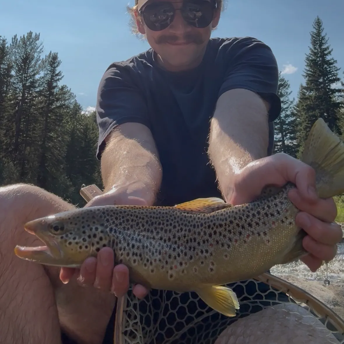 Brown trout caught on Fishbrain