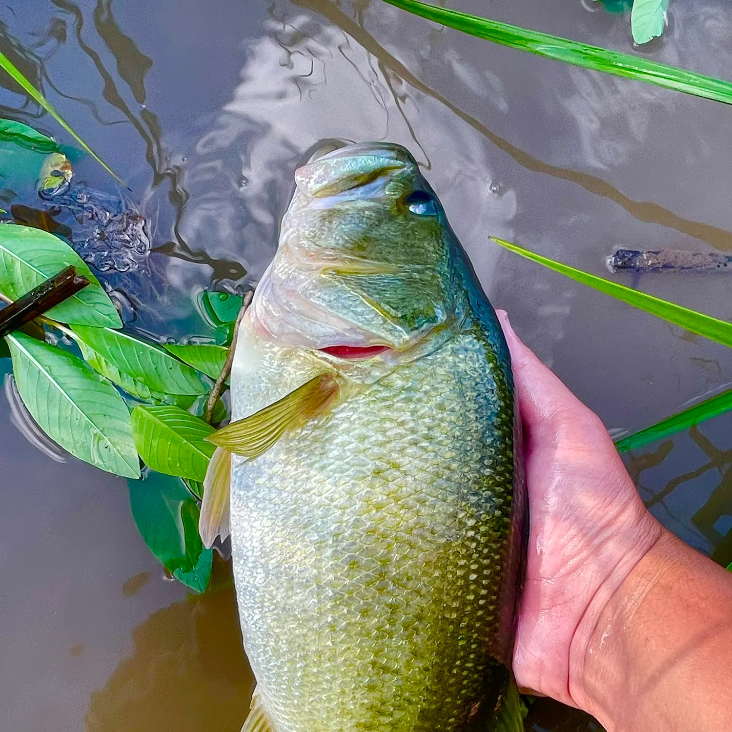 Largemouth bass caught on Fishbrain