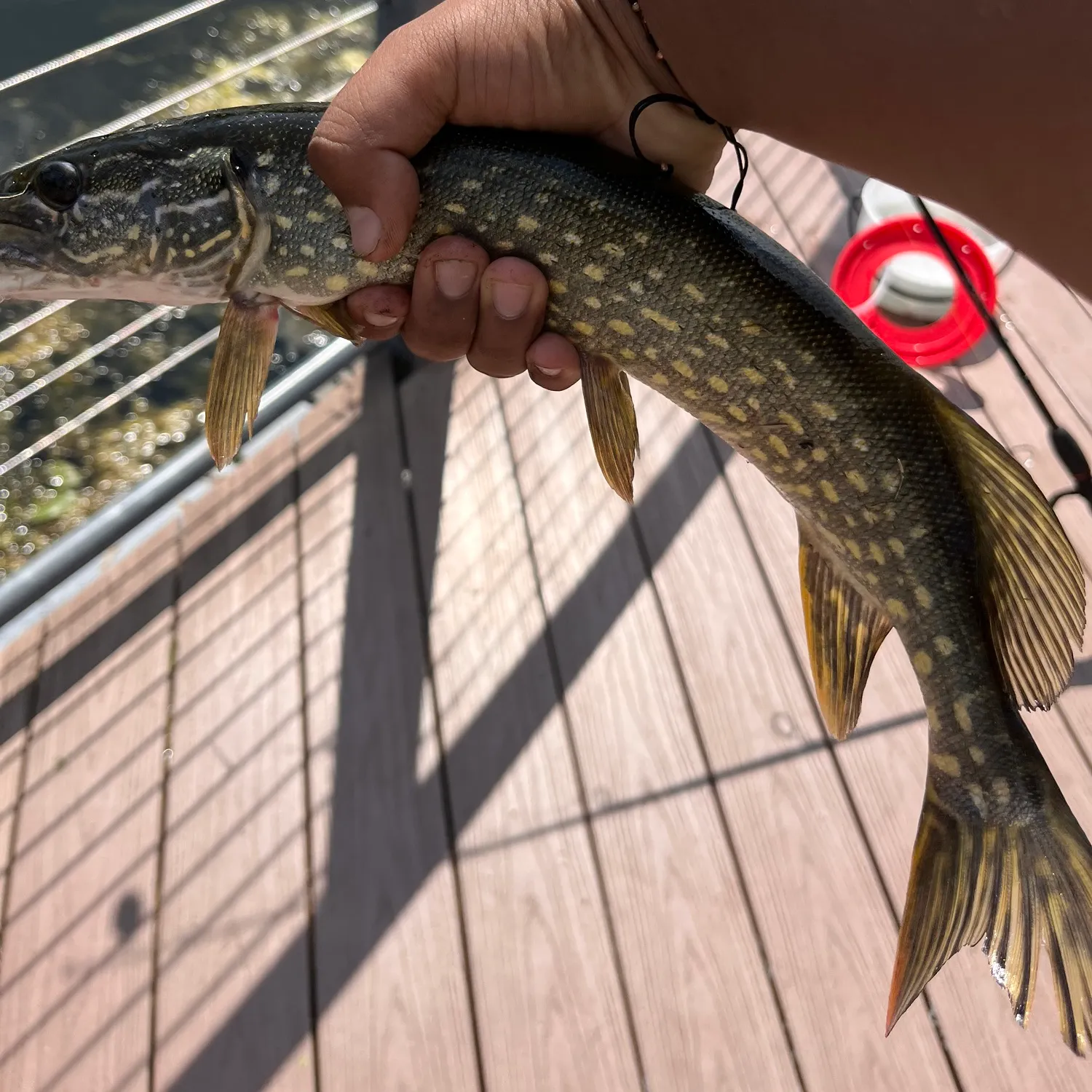 Northern pike caught on Fishbrain