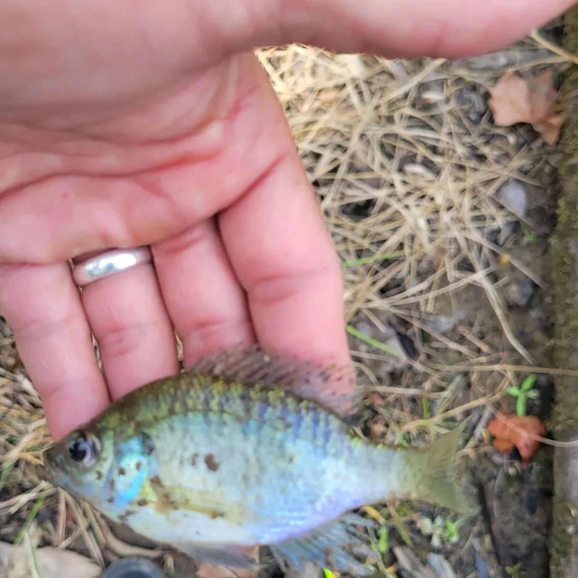 Bluegill caught on Fishbrain