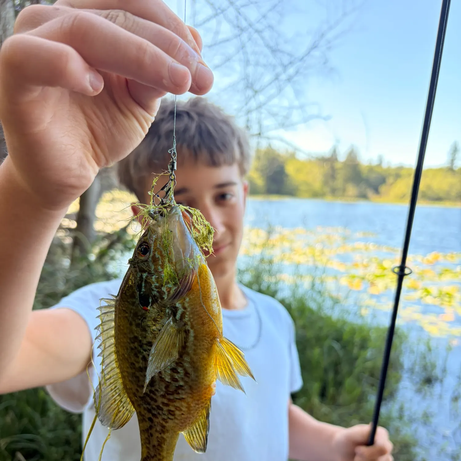 The most recent Pumpkinseed catches on Fishbrain