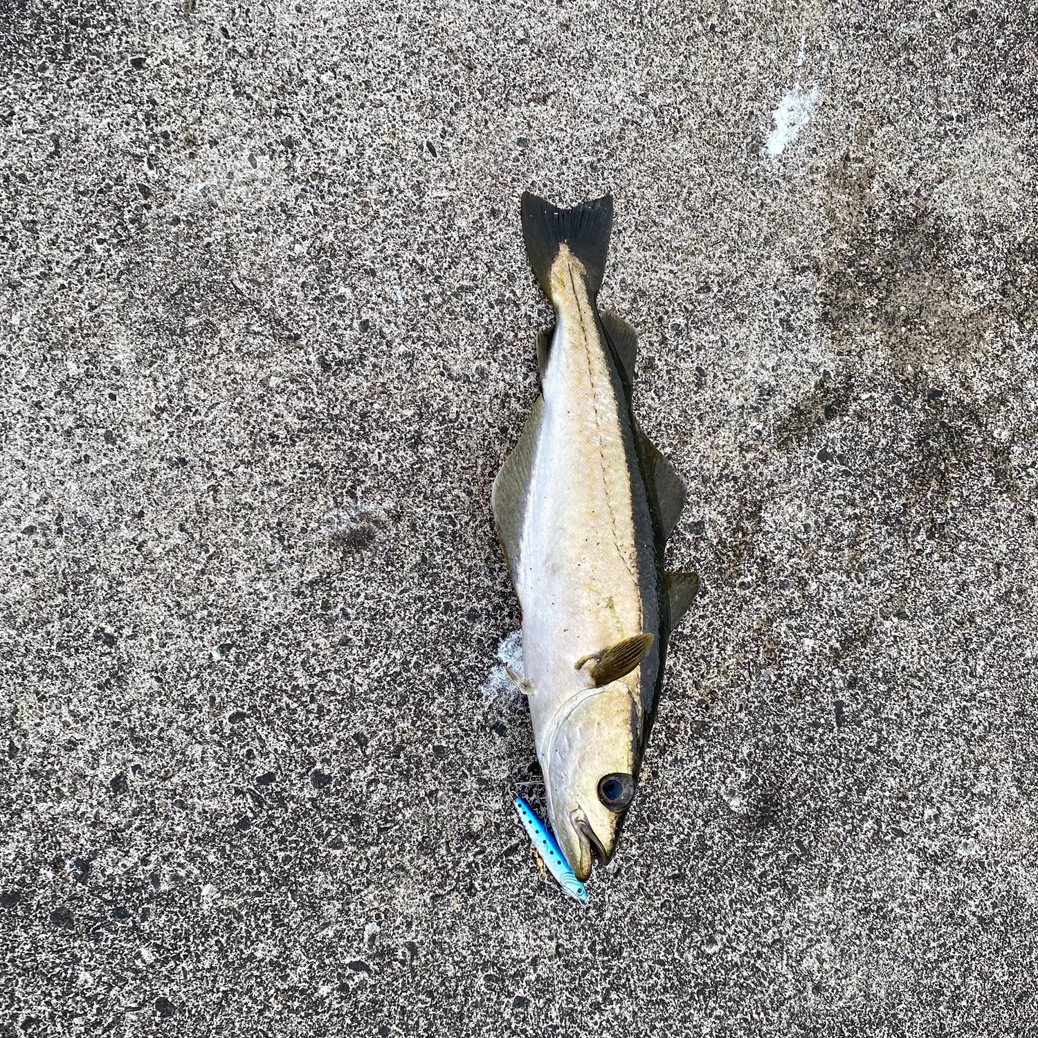 The most recent Pollack catches on Fishbrain