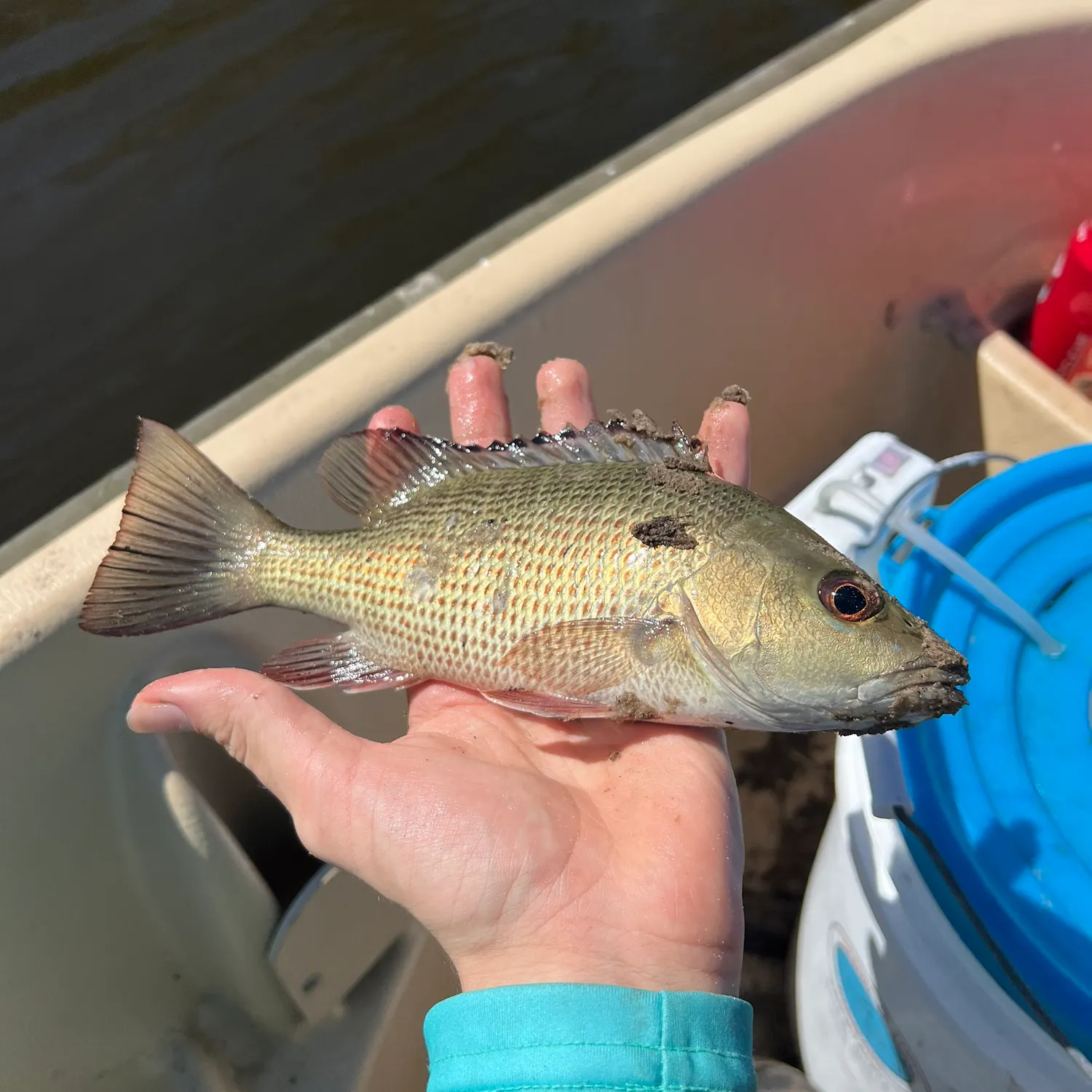 The most recent Mangrove snapper catches on Fishbrain