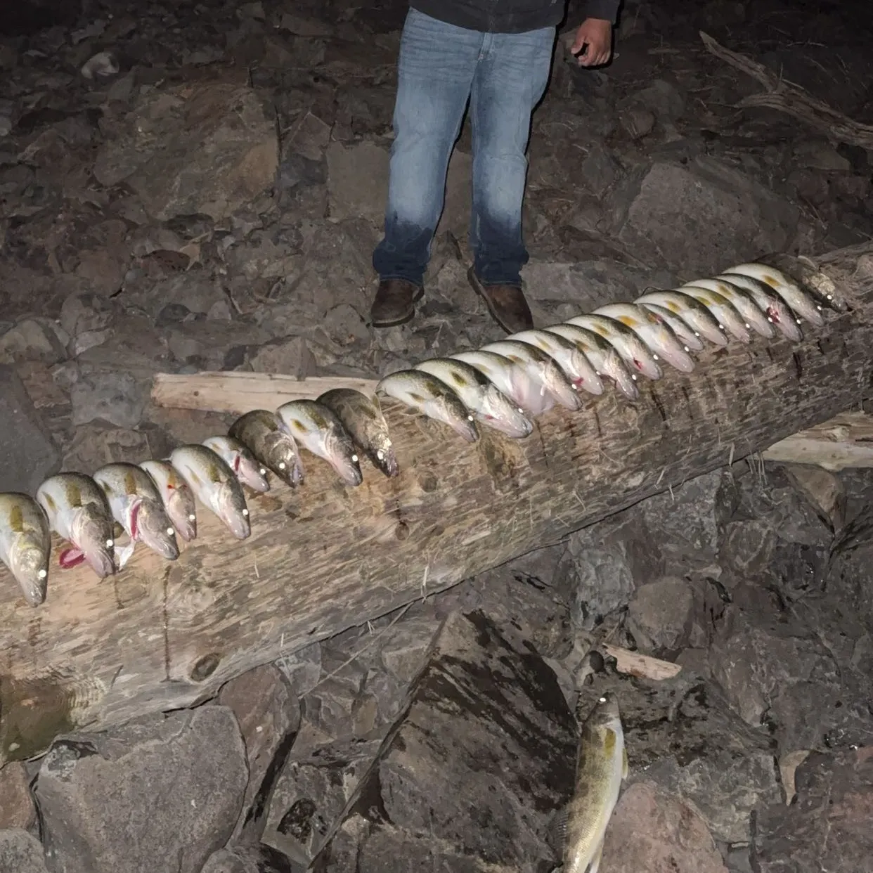 The most recent Walleye catches on Fishbrain