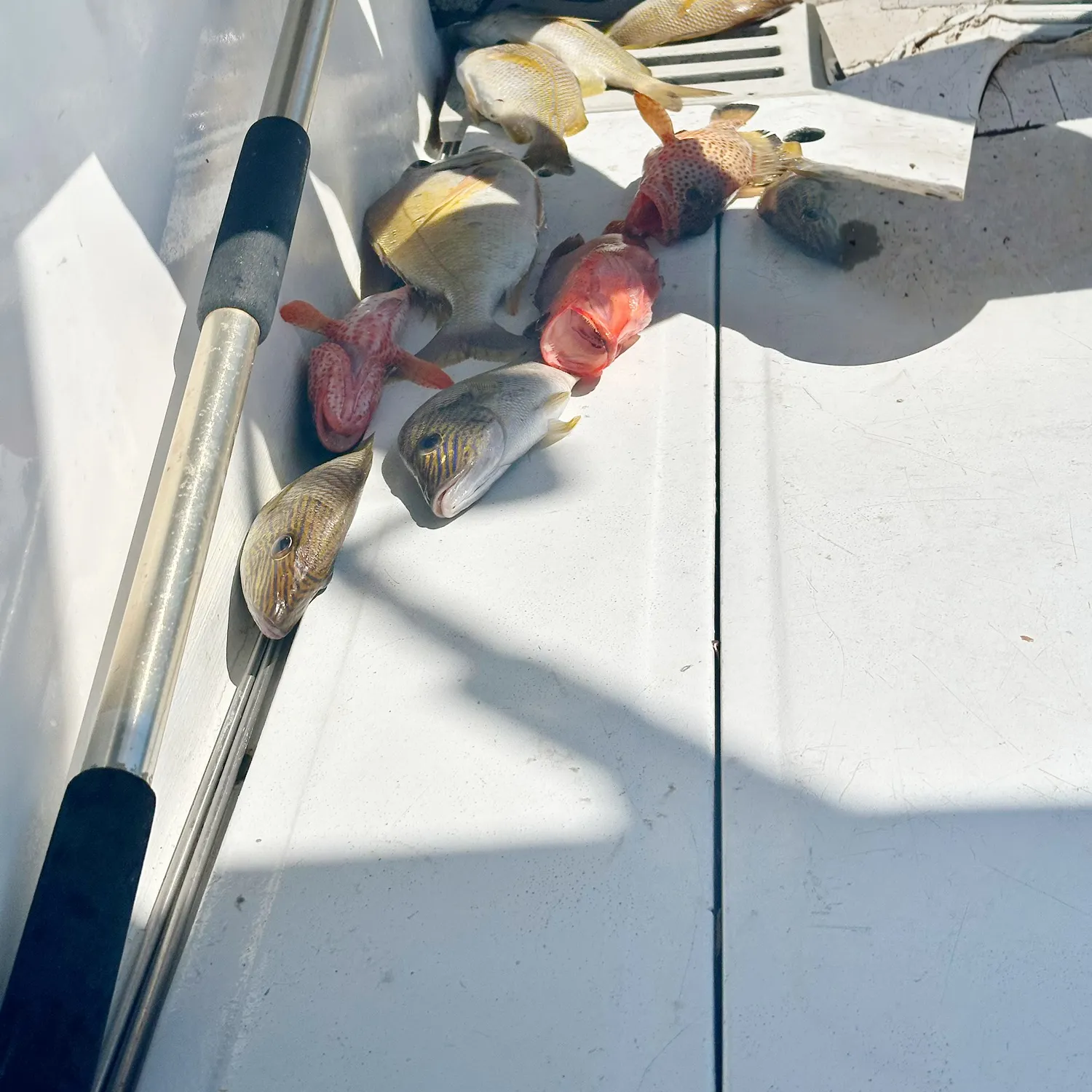 The most popular recent Strawberry hind catch on Fishbrain