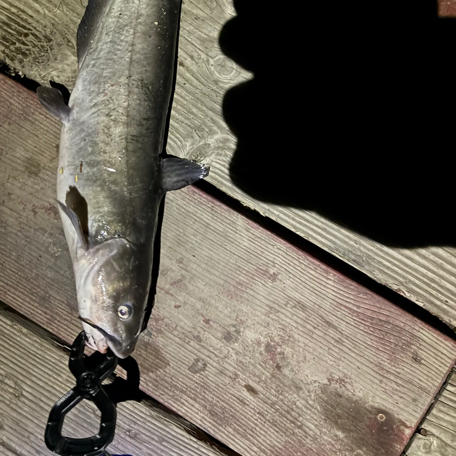 Channel catfish caught on Fishbrain