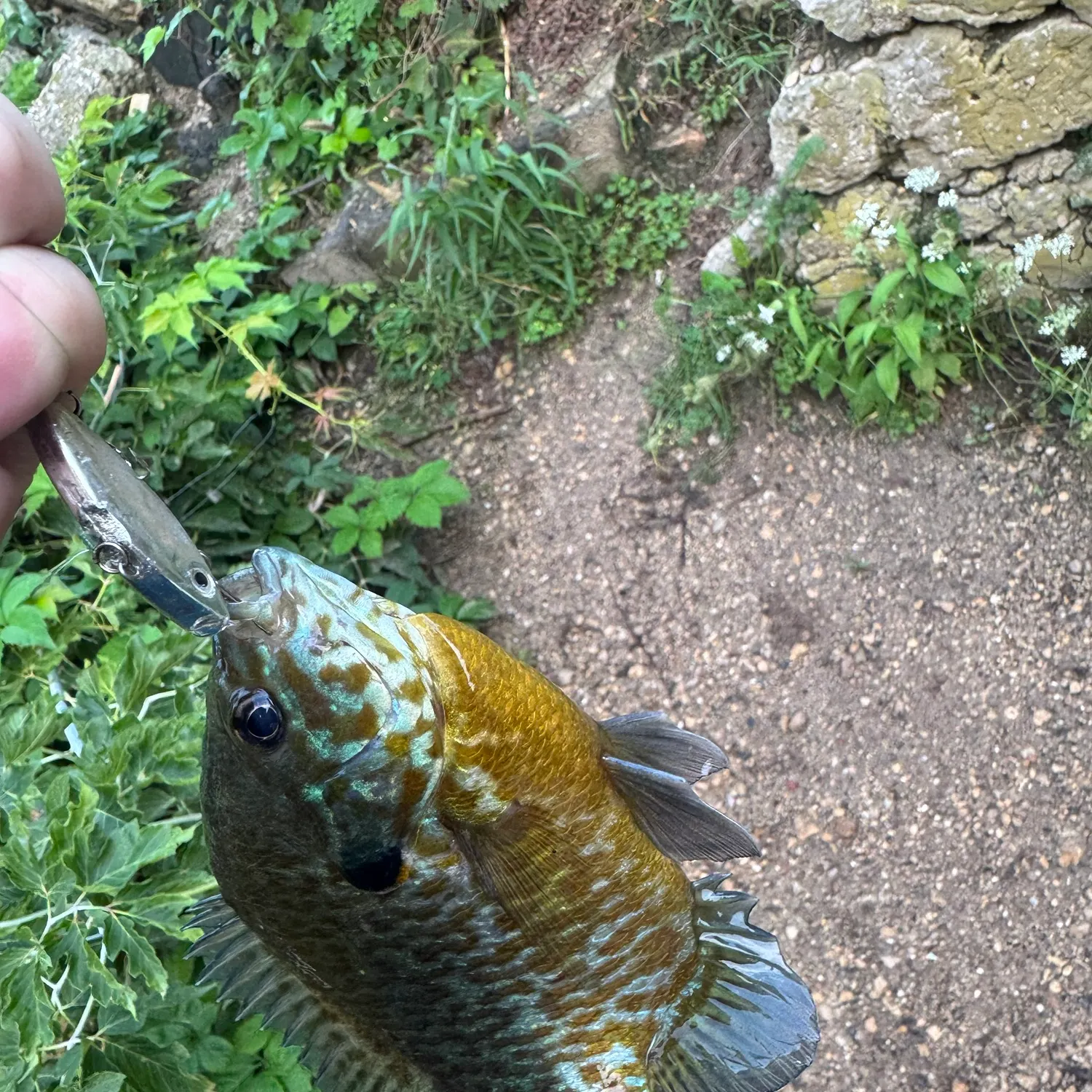 Greengill hybrid caught on Fishbrain