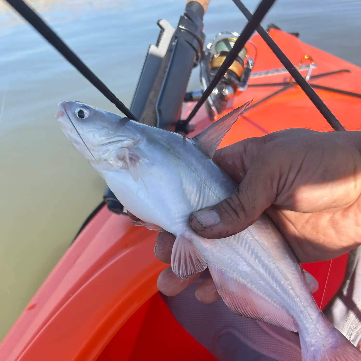 Blue catfish caught on Fishbrain