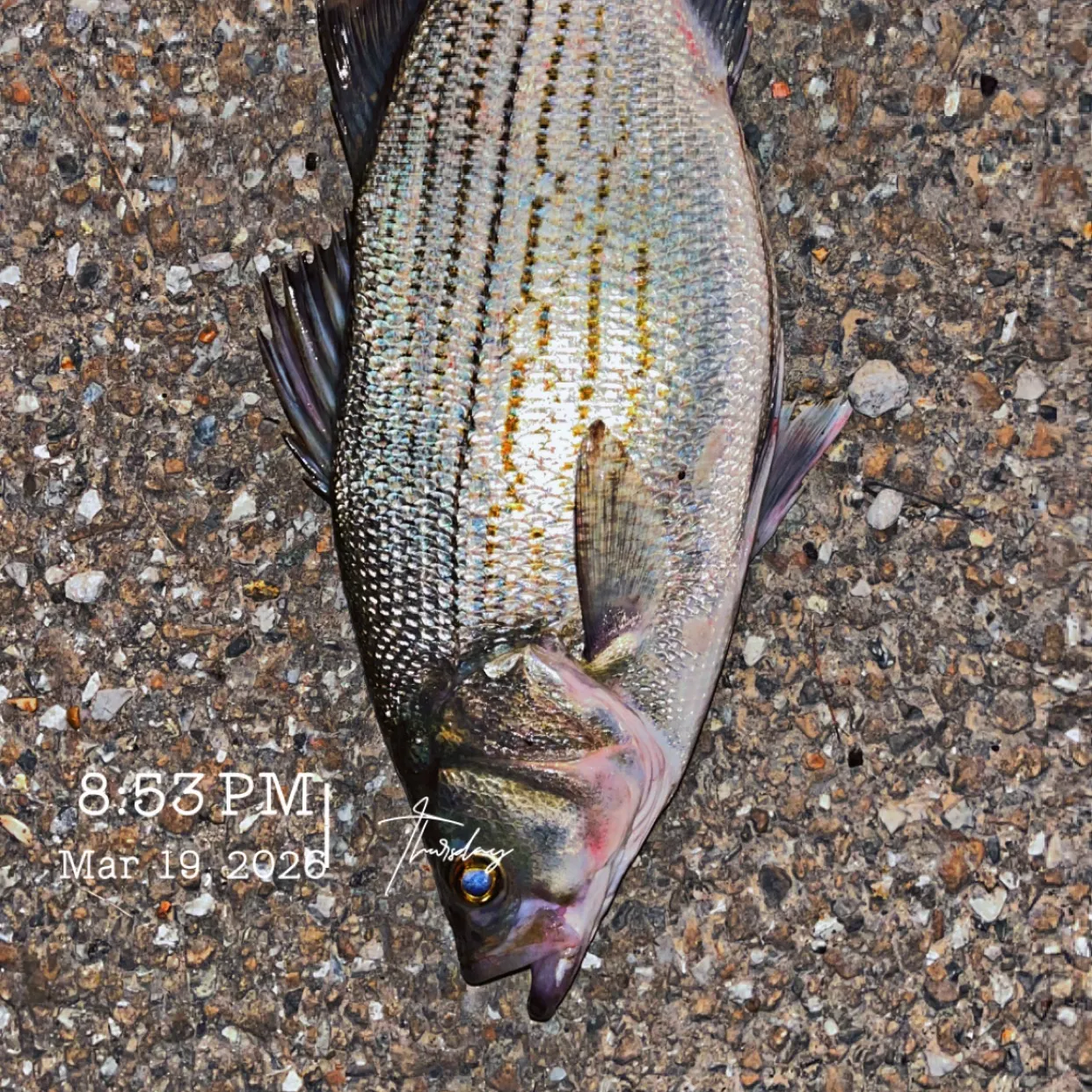 recently logged catches