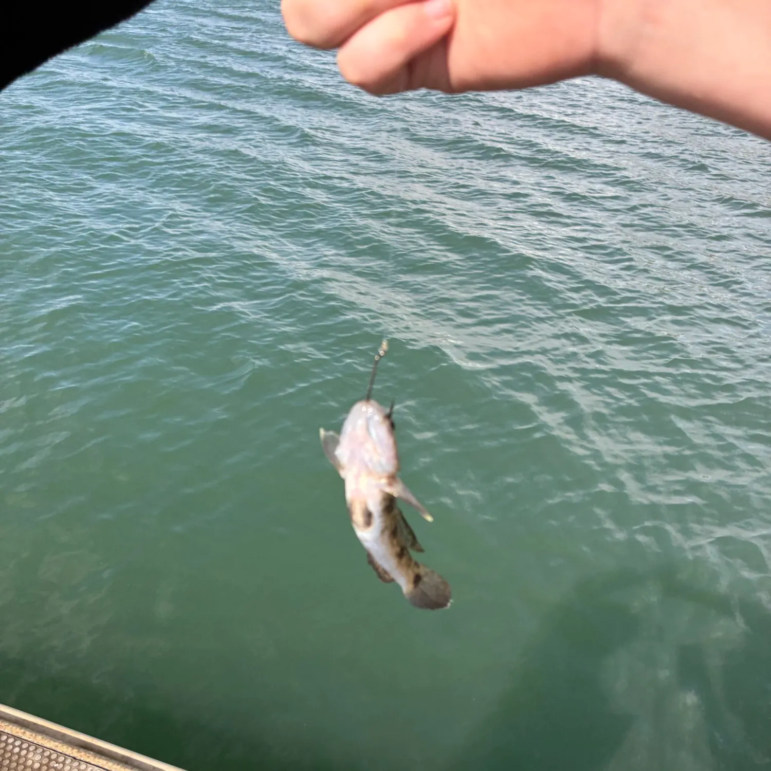 The most recent Fringe-eyed flathead catches on Fishbrain