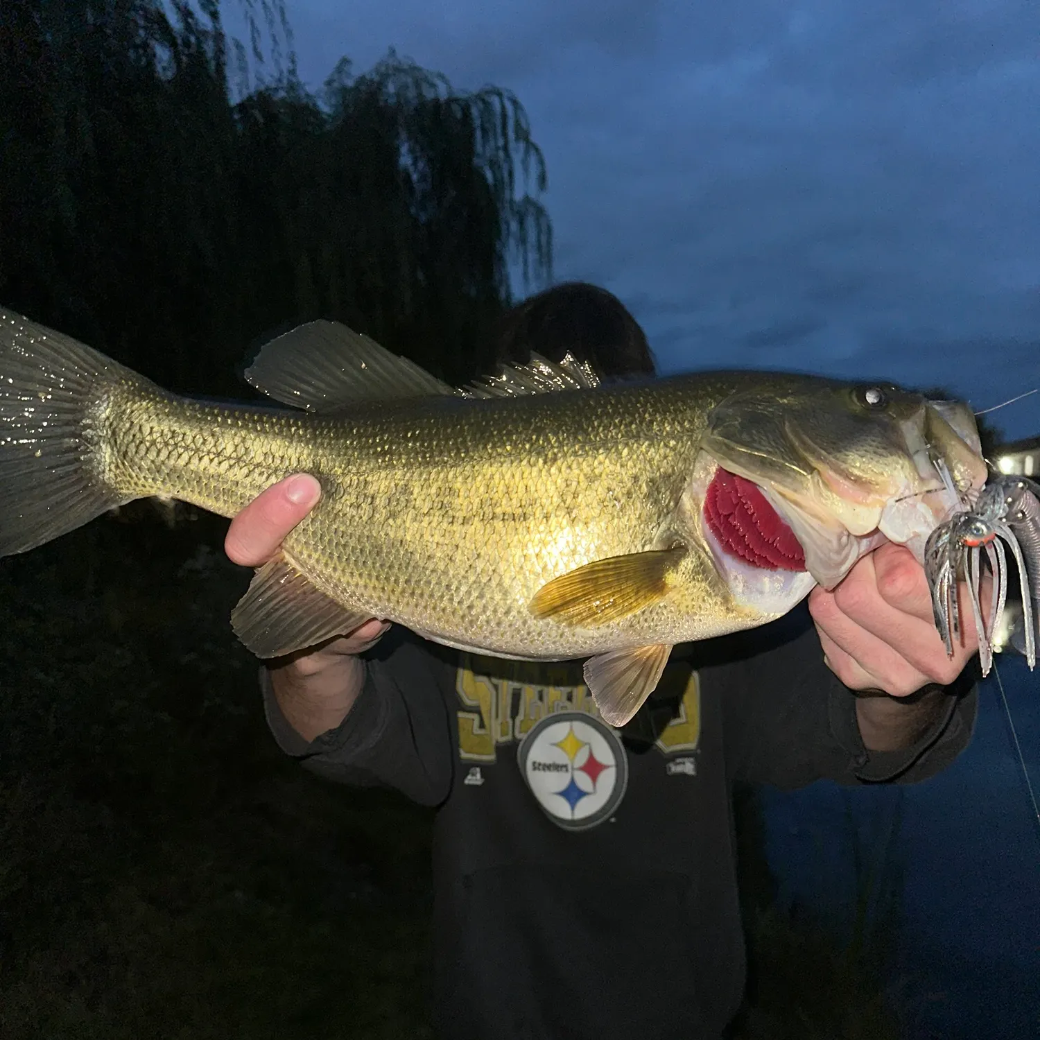 Largemouth bass caught on Fishbrain