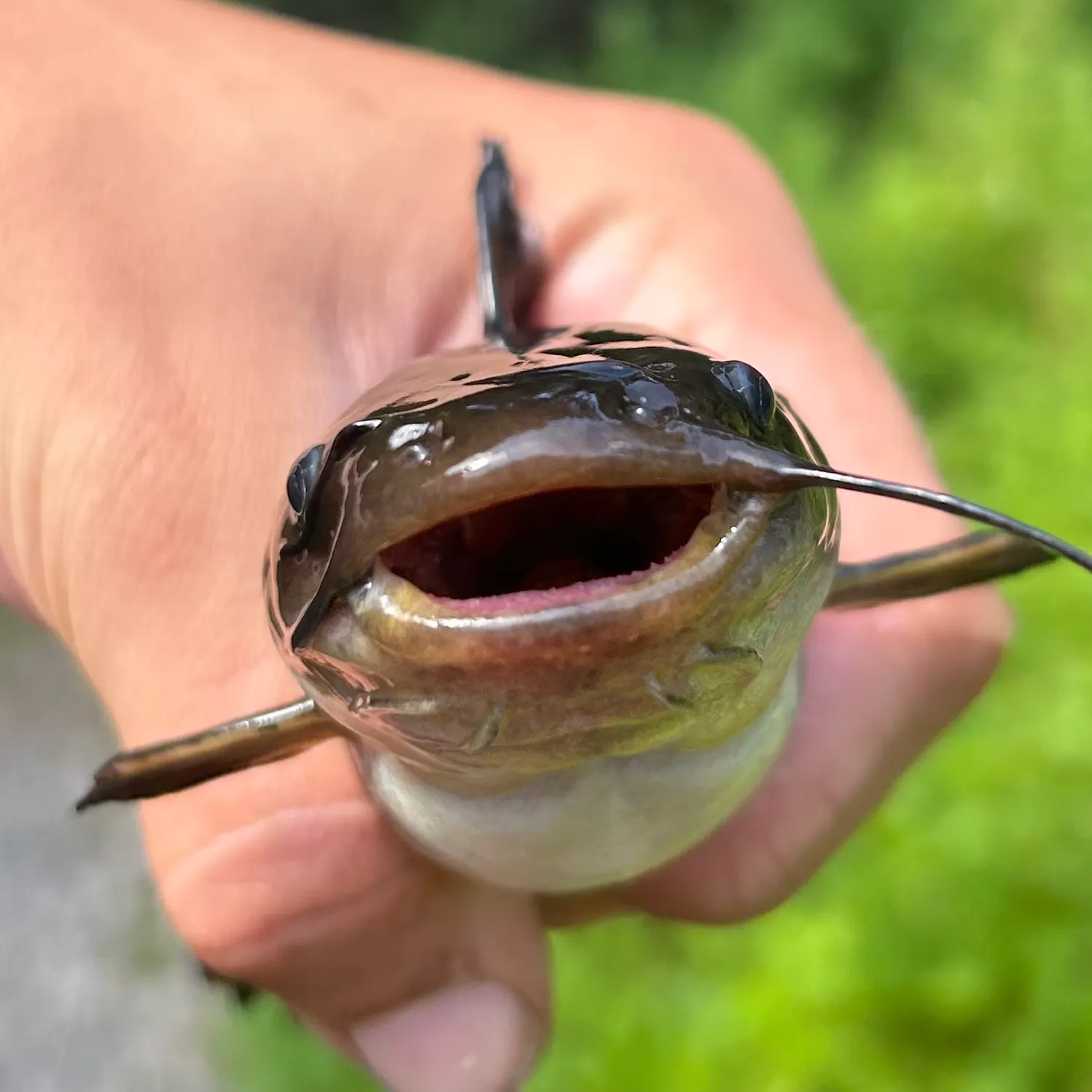 The most recent Black bullhead catches on Fishbrain