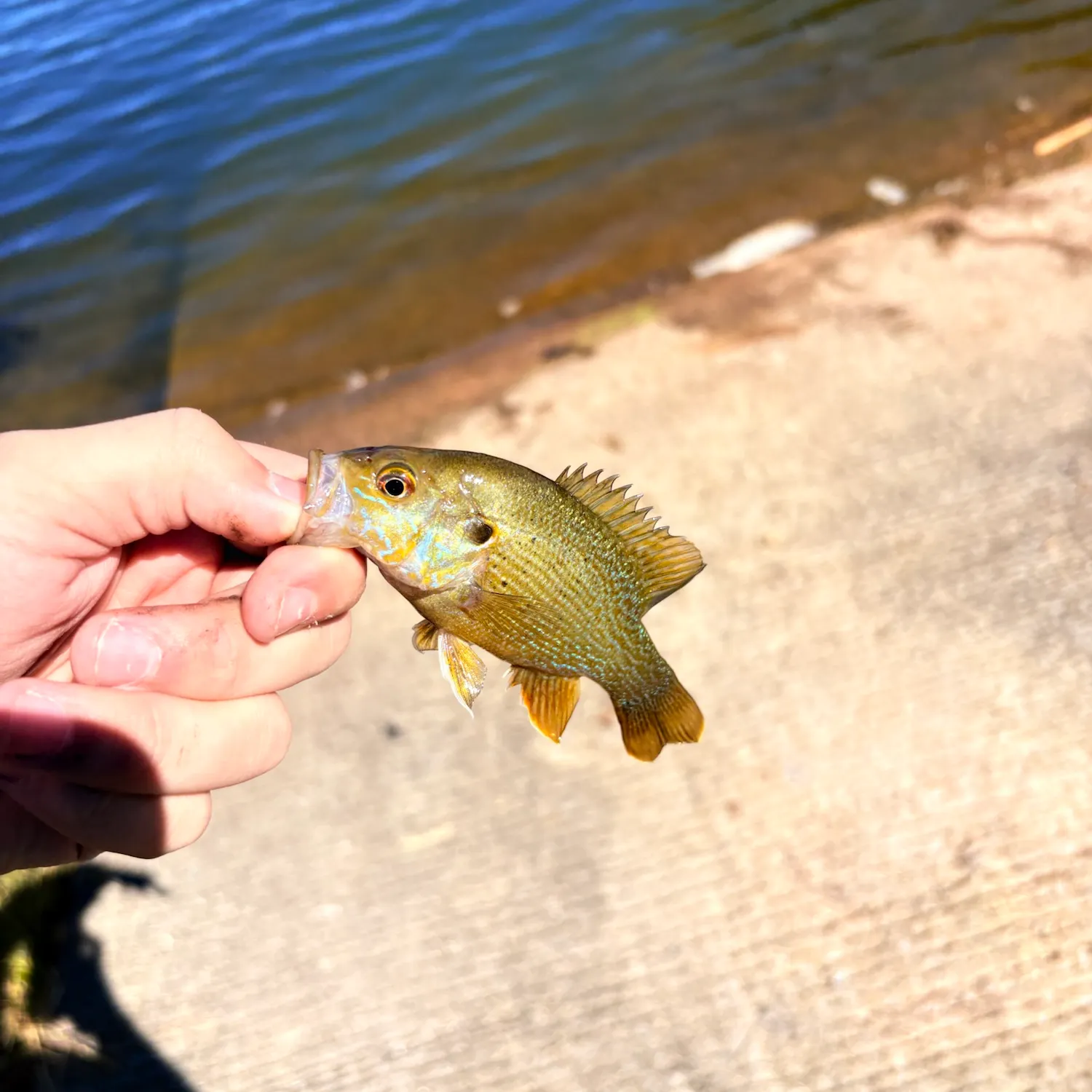 Green sunfish caught on Fishbrain