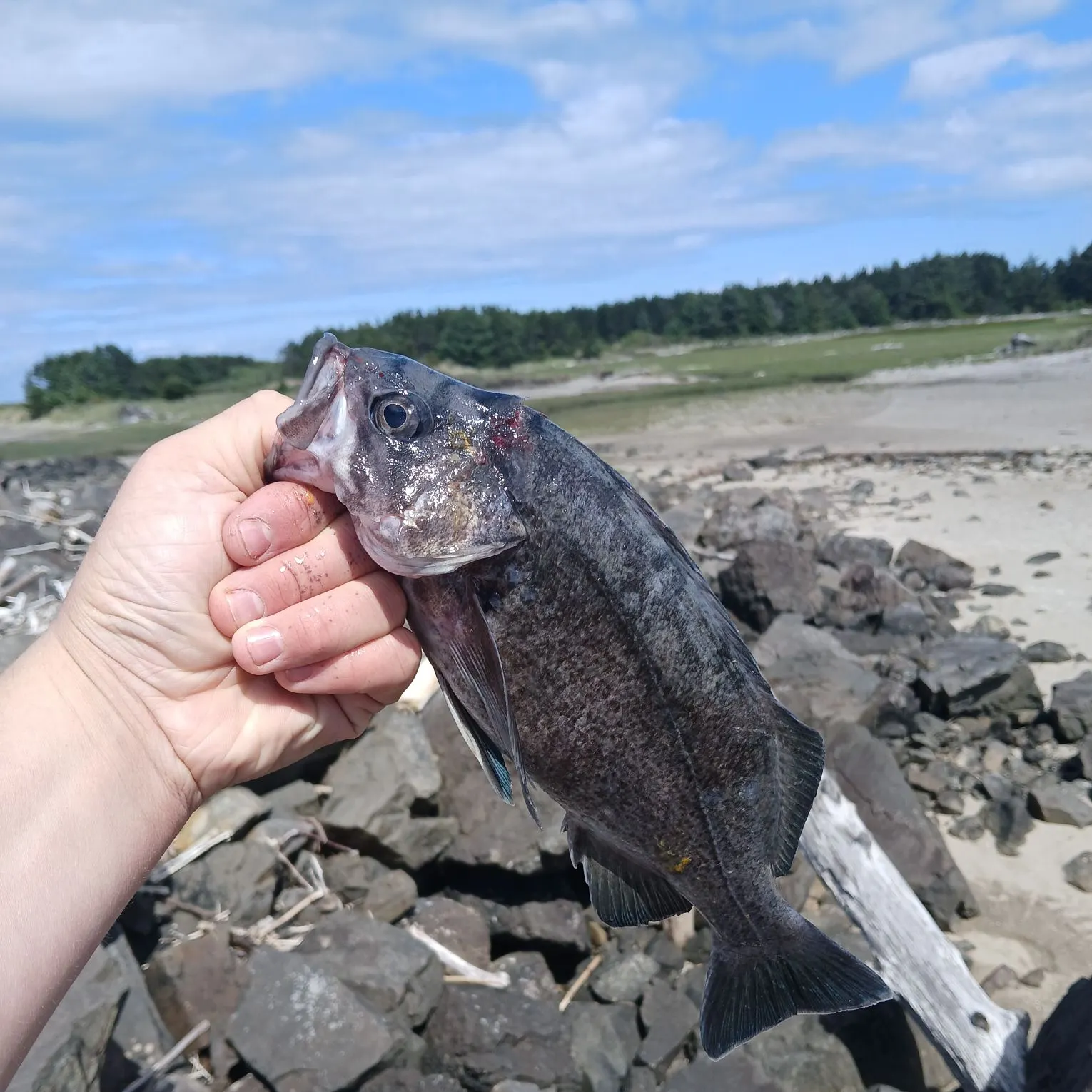 The most recent Black rockfish catches on Fishbrain