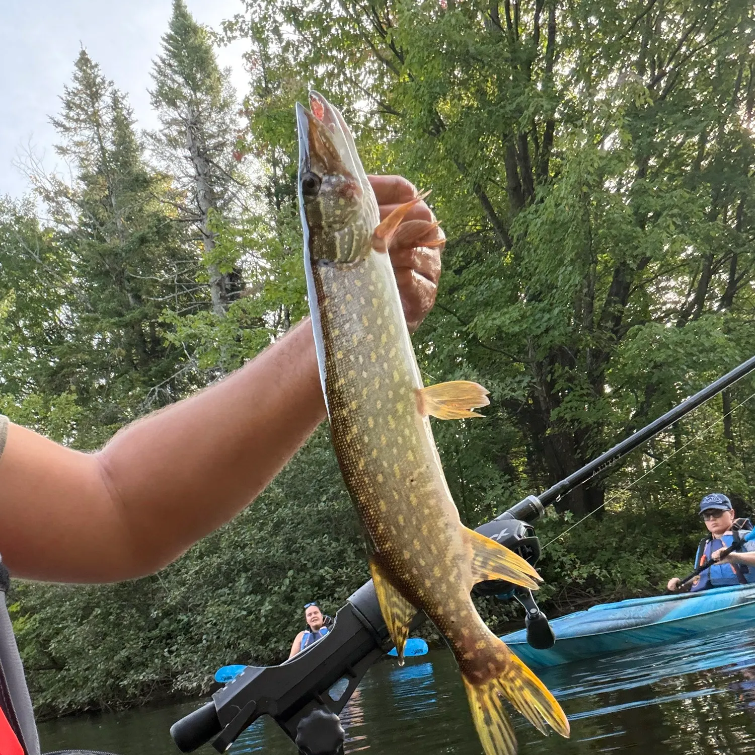 Northern pike caught on Fishbrain
