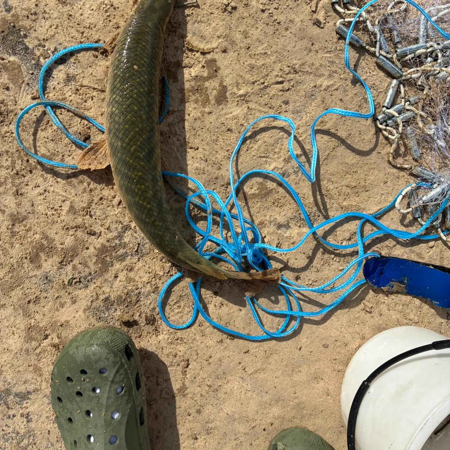 The most recent Spotted gar catches on Fishbrain