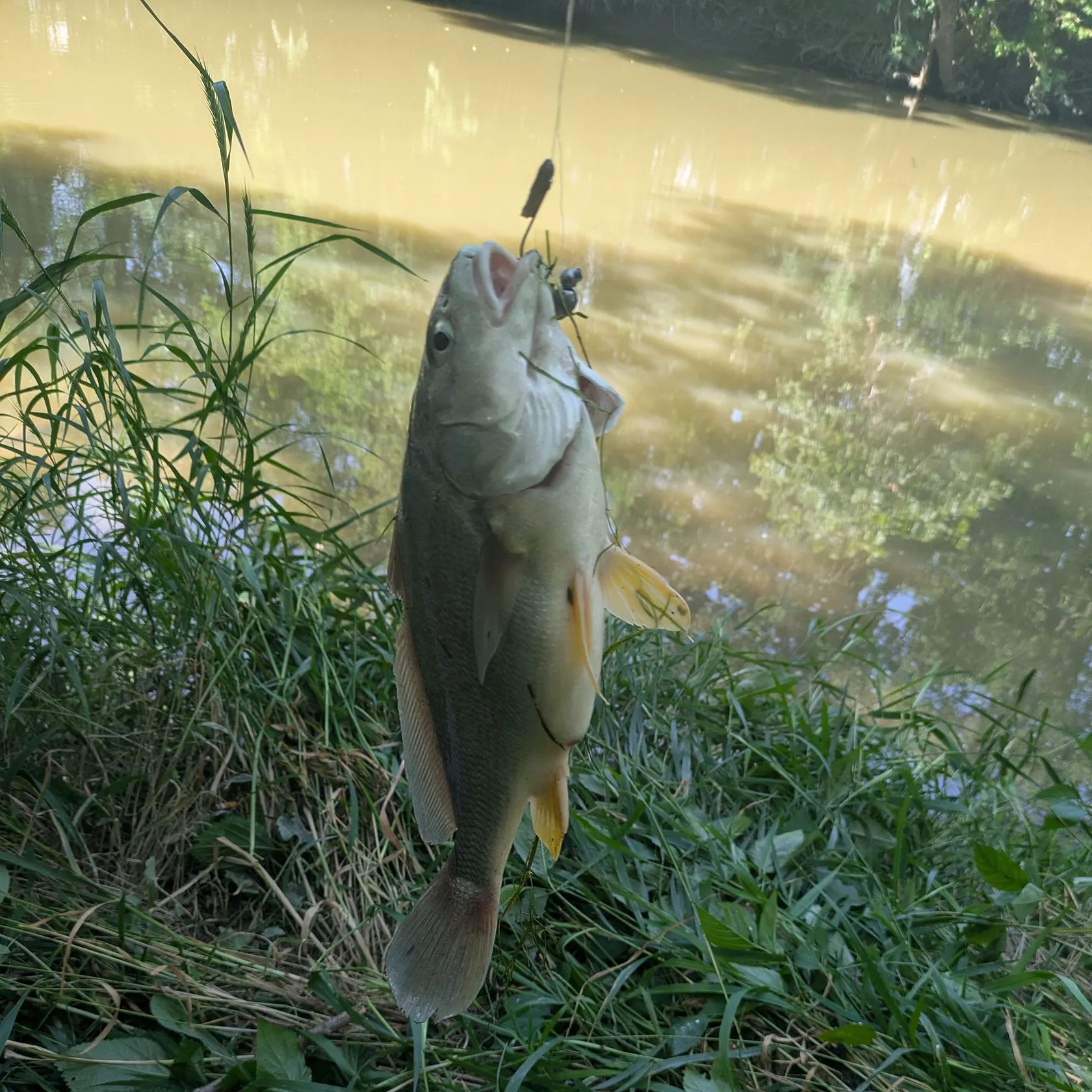 The most recent Freshwater drum catches on Fishbrain